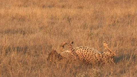 Cheetah rolling in grass Video stock 105319039