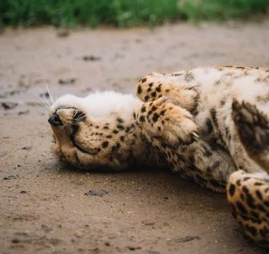 Cheetah rolling on the ground Stock Photos