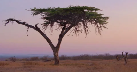 Cheetah rolling on its back near a dead tree at midday Stock Footage 314783927