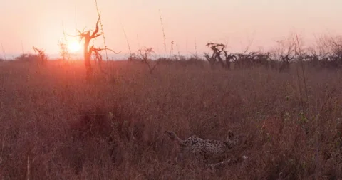 A Cheetah rolling on it's back in savannah at sunrise Stock Footage 314783464