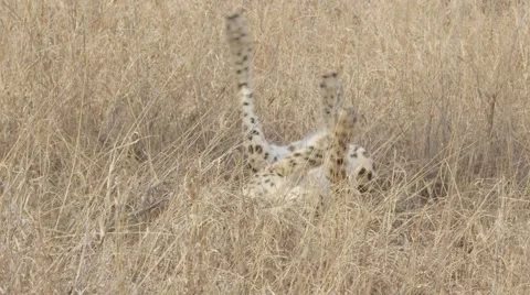Cheetah Rolling in Long Grass - Slow Motion Stock Footage 55642362