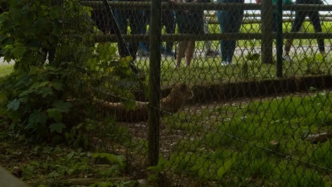 Cheetah rolling over and lying down through fence Stock Footage 114219327