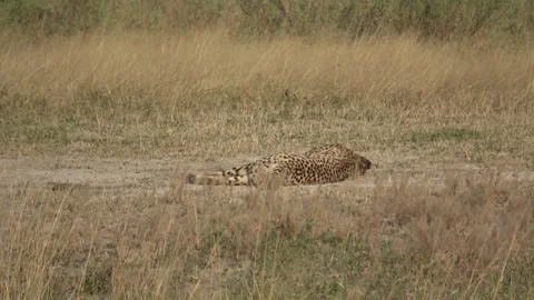 Cheetah rolls on its back in the dust, exposing its spotted belly — Part 1 Vídeos de archivo 322978969
