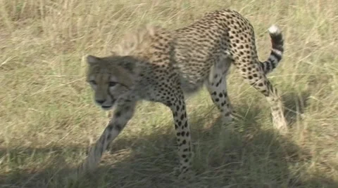 Cheetah run up to camera vehicle Stock Footage 22191089