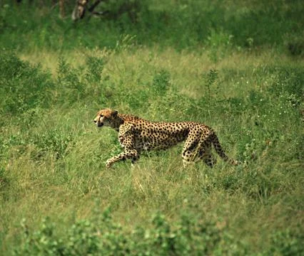 Cheetah on the run Stock Photos