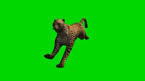 Cheetah run - separated on green screen 動画素材 33789483