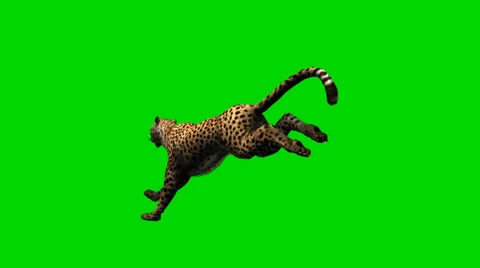 Cheetah run - separated on green screen Stock-Footage 33789492