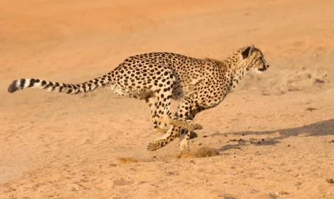 Cheetah running, (acinonyx jubatus), south africa Stock Photos