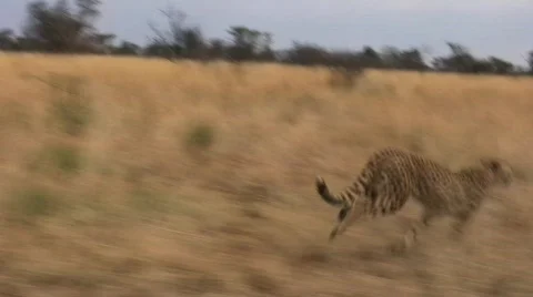 Cheetah Running Along 库存影片 372059