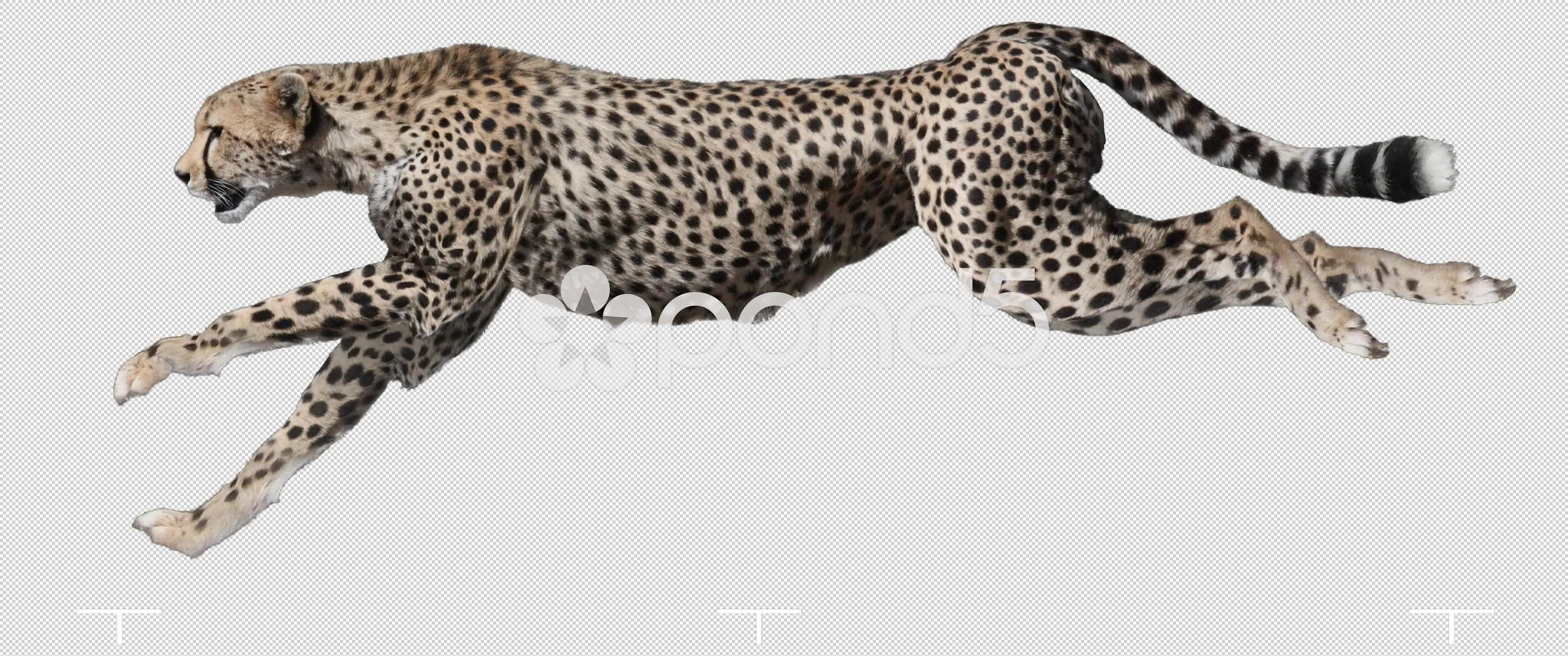 Cheetah running. Animal isolated and inc... | Stock Video | Pond5