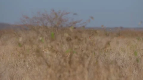 Cheetah running between tall dry grass in grassland savannah Video stock 314787088
