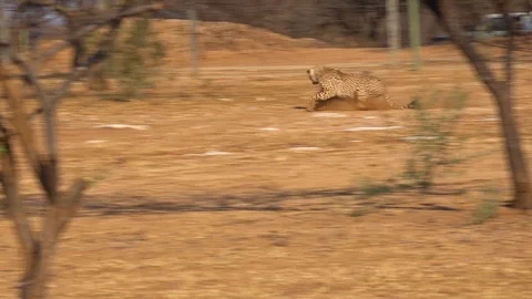 A cheetah running chases a moving target attached to a rope at a cheetah Video stock 106016767