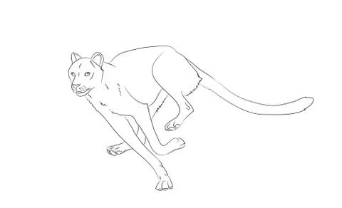 Cheetah running, drawing lines, vector Stock Illustration
