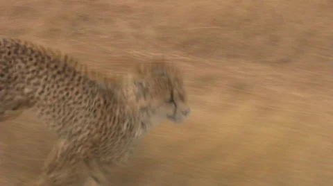 Cheetah Running  Stock Footage