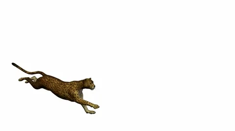 Cheetah Running Stock Footage 941901