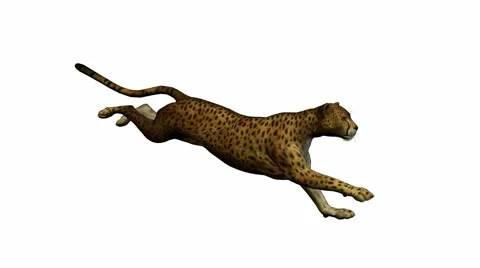 Cheetah Running 動画素材 941905