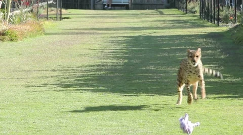 Cheetah Running Stock Footage 11332795