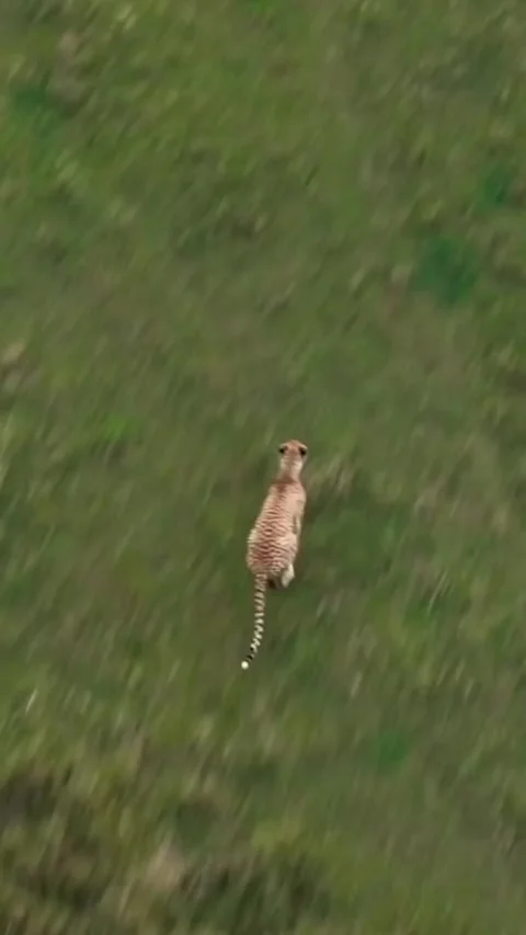 Cheetah running on the grass Video stock 330065624