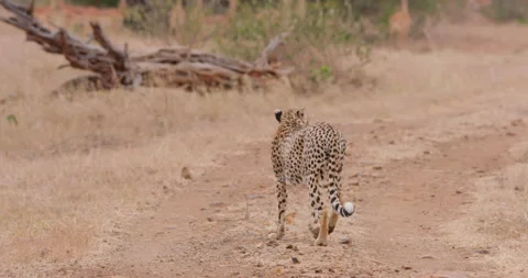 Cheetah running as a group of impalas watch the savannah Stock Footage 314781471