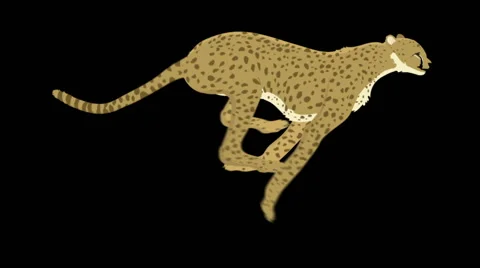 Cheetah running Loop Alpha Stock Footage 47645334
