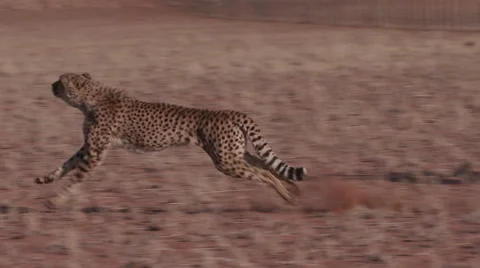 Cheetah running side on to camera in slow motion Stock Footage 64693587