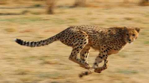 Cheetah running slow motion Stock Footage