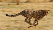 Cheetah Running Slow Motion Stock Footage