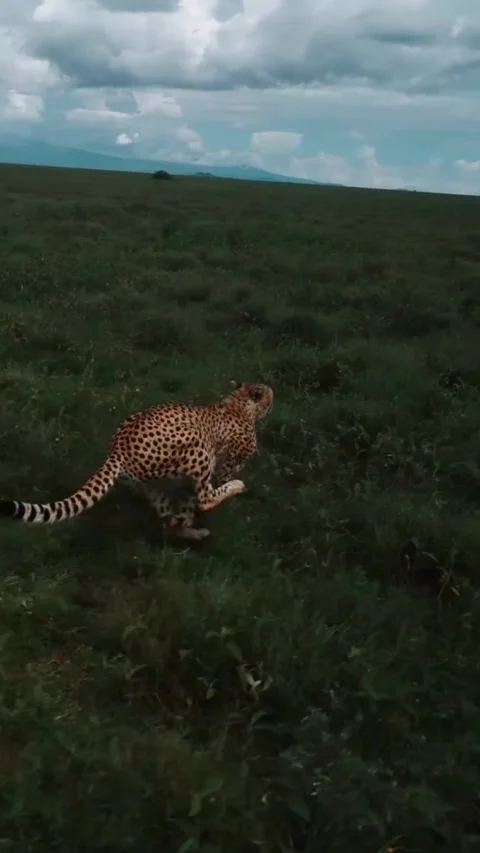 Cheetah running in slow motion through the vast grassy plains of the savanna Stock-Footage 335248767