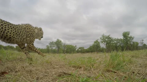 Cheetah Running in Super Slow Motion Видео 48754836