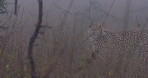 Cheetah running through tall grass in foggy savannah Stock Footage 314791855