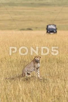 Cheetah With Safari Vehicle In Background, Masai Mara National Reserve, Kenya