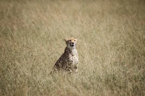 Cheetah on the savanna Stock Photos