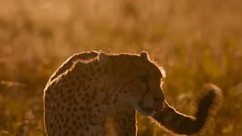 Cheetah in the Savannah Stock Footage 154628809