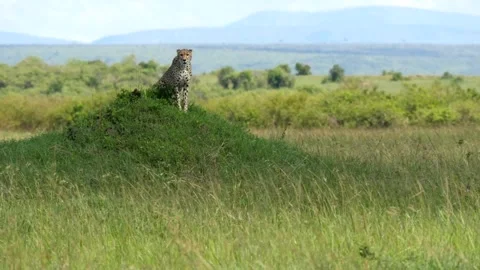 Cheetah scanning for prey Stock Footage 133096812