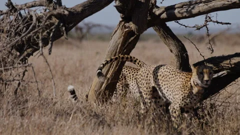 Cheetah scent marking dead tree in sunny morning in savannah Stock Footage 314781890