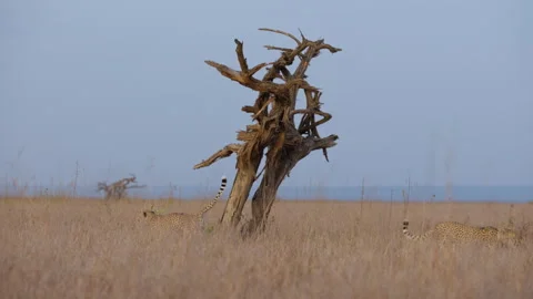 Cheetah scent marking on a dead tree in savannah Video stock 314783936
