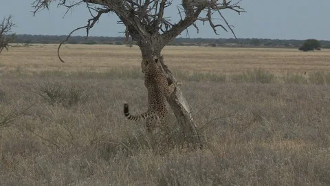 Cheetah scratching and smelling tree Video stock 105326056