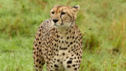Cheetah searching for prey Stock Footage 132839616
