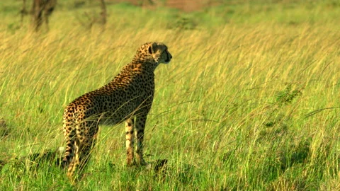 Cheetah sentry Stock Footage 201923308