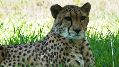 Cheetah in shade Stock Footage 133289228