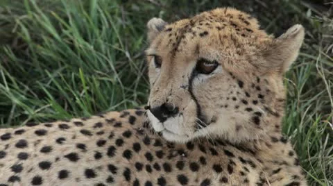 Cheetah on the side of the road. 動画素材 10562545