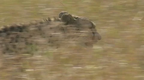 Cheetah side view walking through grass Stock Footage 22187009