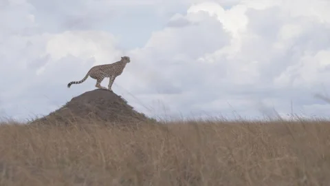 Cheetah Sits Down On Mound Stock Footage 217652673