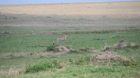 Cheetah sits down on the vast green carpet of Maasai Mara Stock Footage 319069701