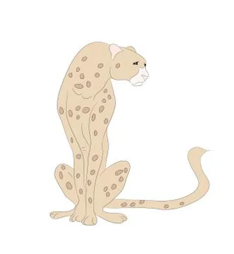 Cheetah sits drawing color, vector Stock Illustration