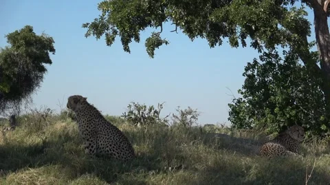 Cheetah sits in the shade; both are framed a short distance apart — Part 4 Stock Footage 320844610