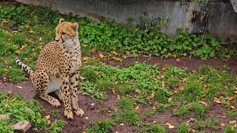 A cheetah is sitting down  Stock Footage 266700946
