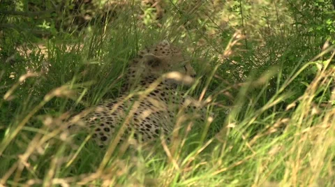 Cheetah Sitting Down in the Grass in Maasai Mara Safari, Kenya Stock Footage 40956254