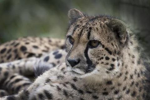 Cheetah sitting down Foto stock