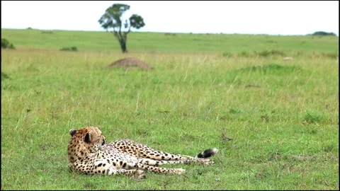 Cheetah sitting 库存影片 311731891